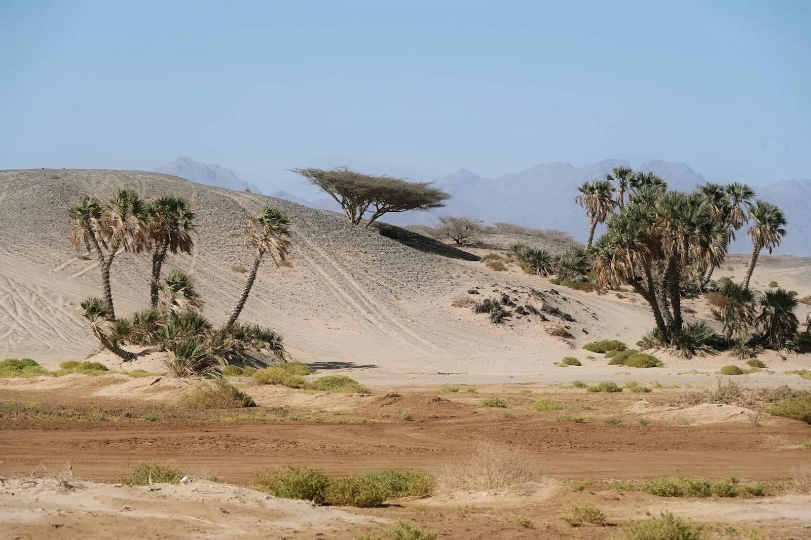 Spring in Saudi Arabia: Wildflowers, Weather and Crowds