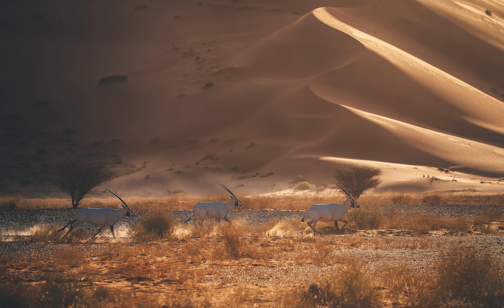 Uruq Bani Ma'arid